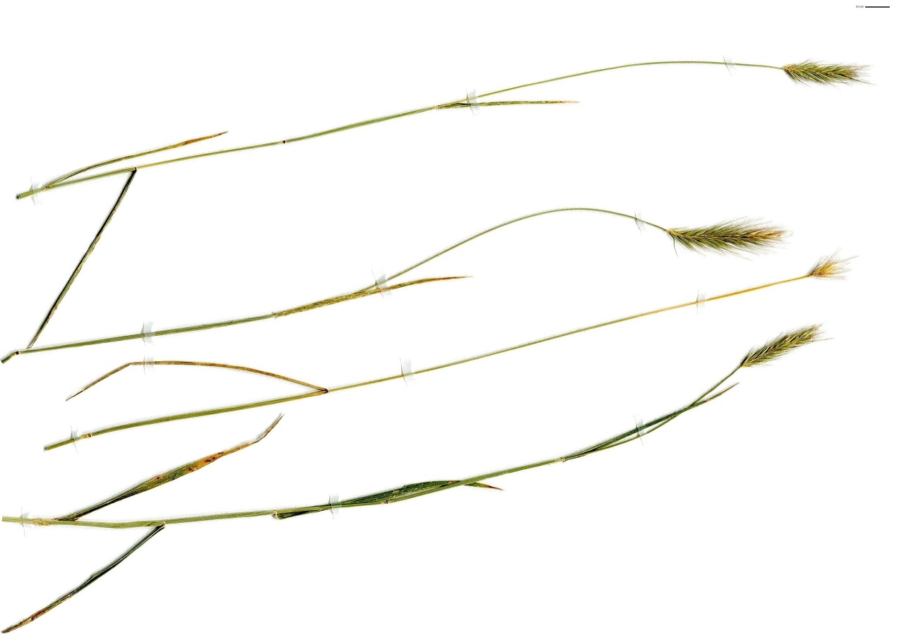 Hordeum secalinum (Poaceae)